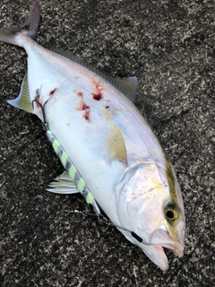 ショゴの釣果