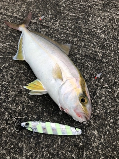 ショゴの釣果