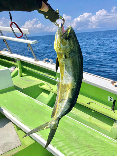 シイラの釣果