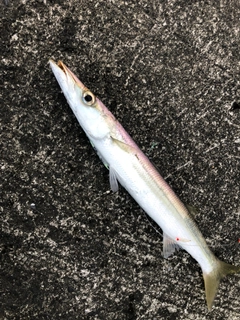 カマスの釣果