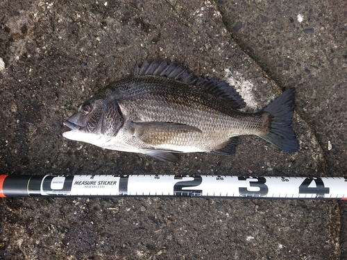 クロダイの釣果