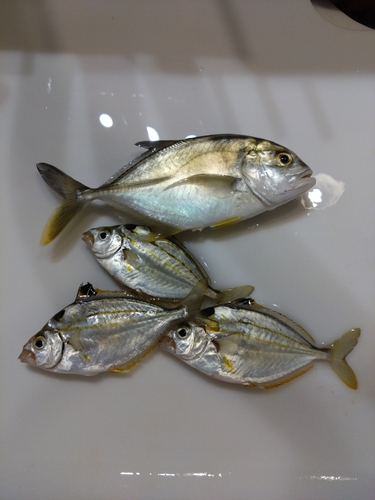 コショウダイの釣果