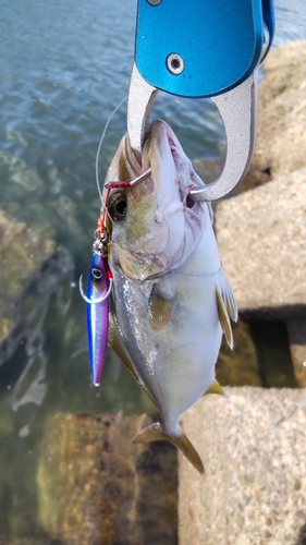 カンパチの釣果