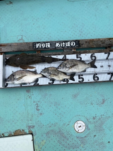 チヌの釣果