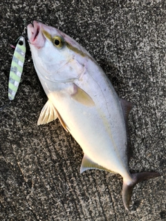 ショゴの釣果