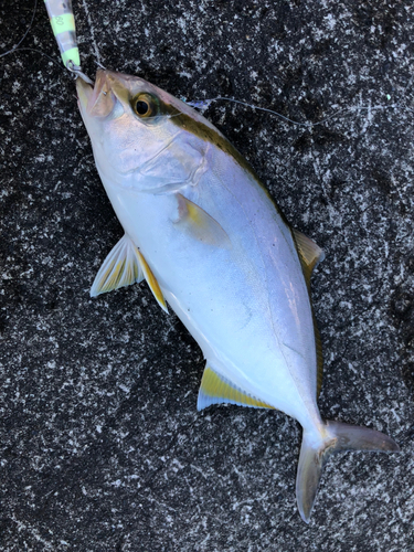 ショゴの釣果