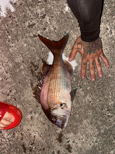 マダイの釣果