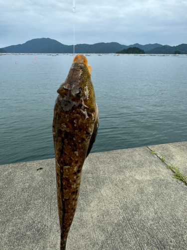 メゴチの釣果