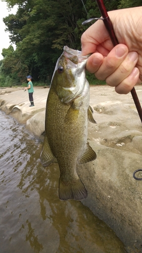 スモールマウスバスの釣果