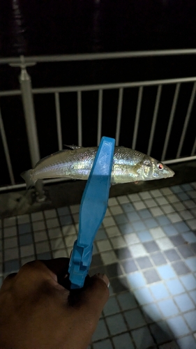 シロギスの釣果