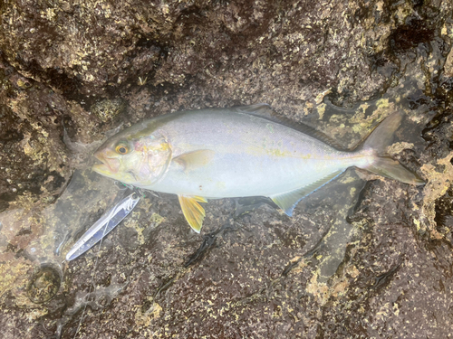 ショゴの釣果