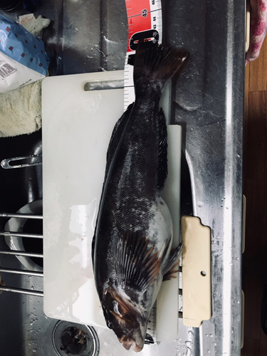 ソイの釣果