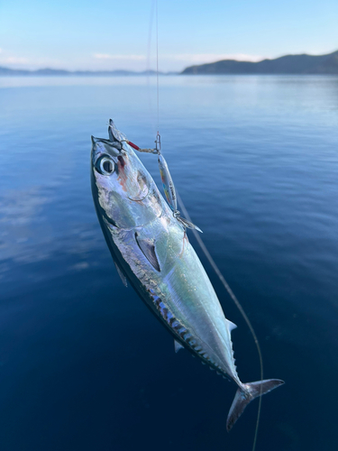 ソウダガツオの釣果