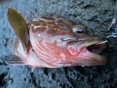 キジハタの釣果