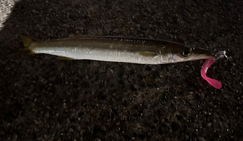 カマスの釣果