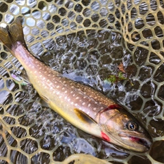 アメマスの釣果