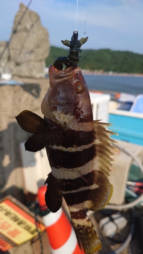 アオハタの釣果