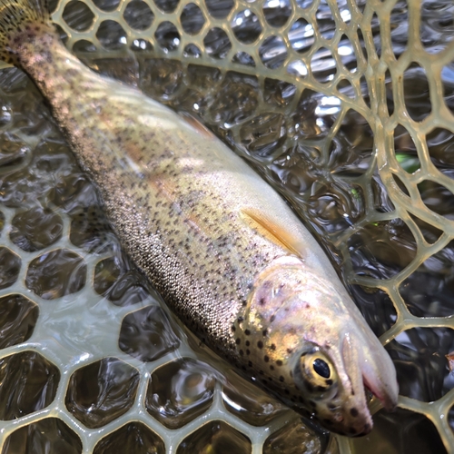 アメマスの釣果