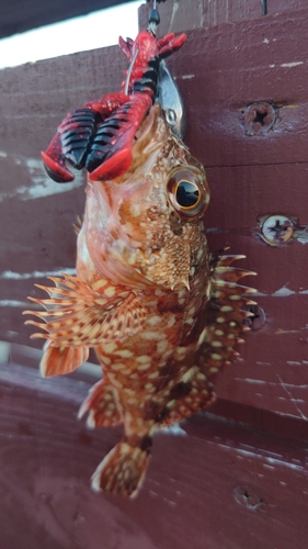 カサゴの釣果