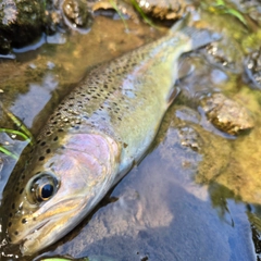 ニジマスの釣果