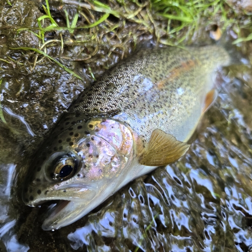 ニジマスの釣果