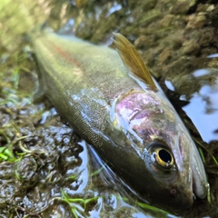 ニジマスの釣果