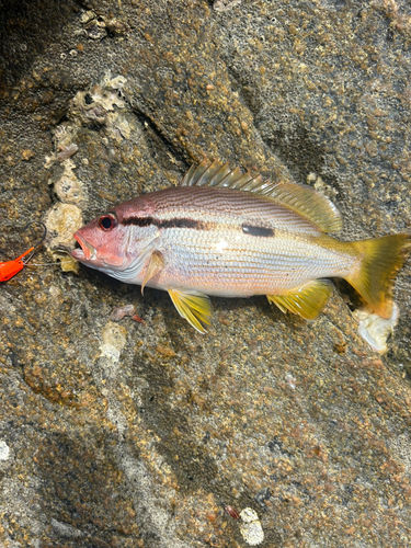 ヨコスジフエダイの釣果