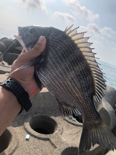 チヌの釣果