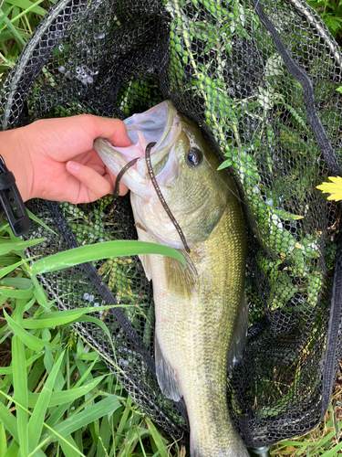 ラージマウスバスの釣果