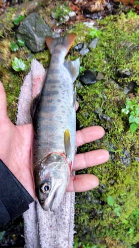 アマゴの釣果