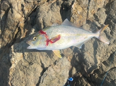 ショゴの釣果
