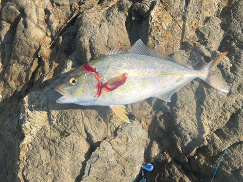 ショゴの釣果