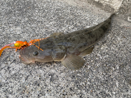 コチの釣果