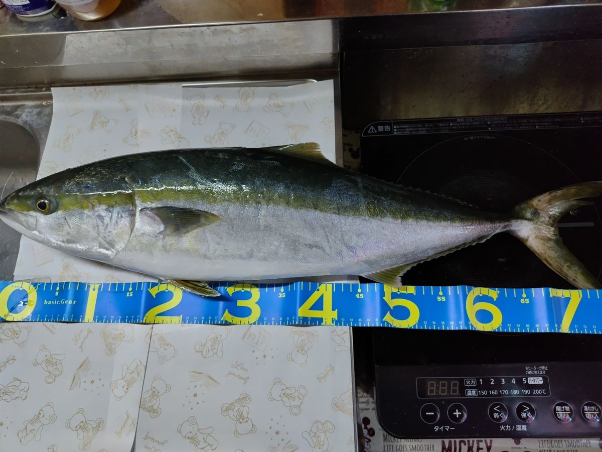 ぴろろさんの釣果 2枚目の画像