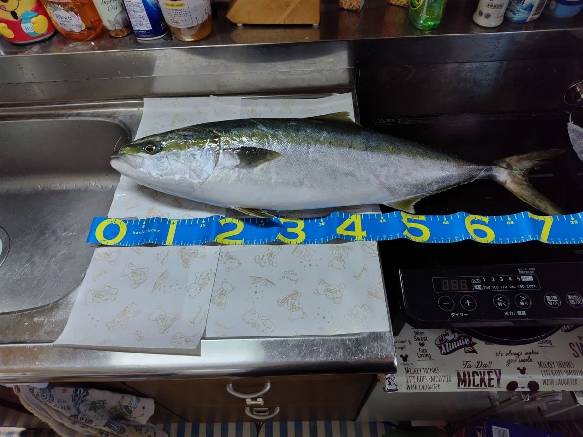 ぴろろさんの釣果 3枚目の画像