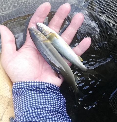 アユの釣果