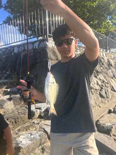 ミナミクロダイの釣果