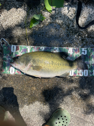 ブラックバスの釣果