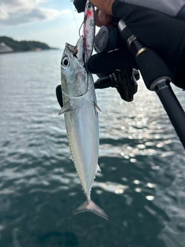 ソウダガツオの釣果