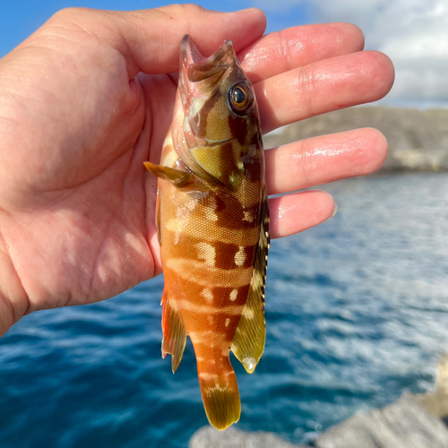 アカハタの釣果