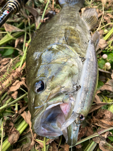 スモールマウスバスの釣果