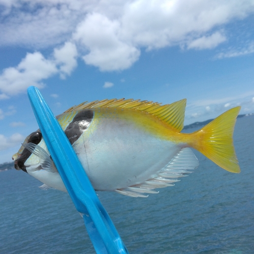 ヒメアイゴの釣果