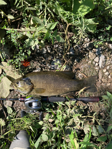 スモールマウスバスの釣果