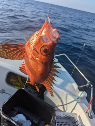 チカメキントキの釣果