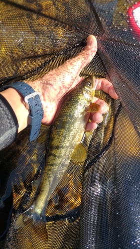 アユの釣果