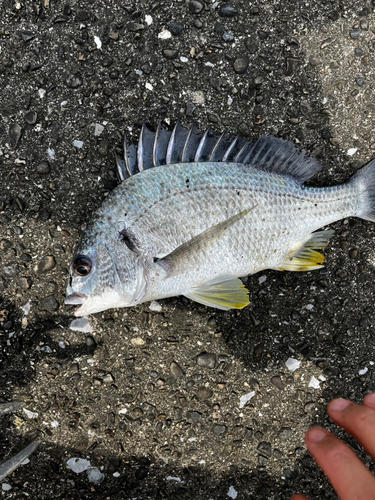 チヌの釣果