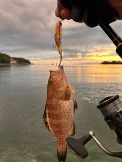 オオモンハタの釣果