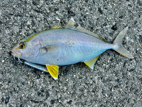 カンパチの釣果