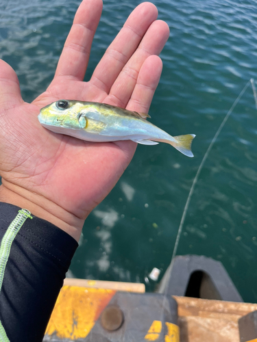 シロサバフグの釣果