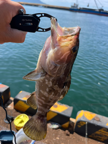 クエの釣果